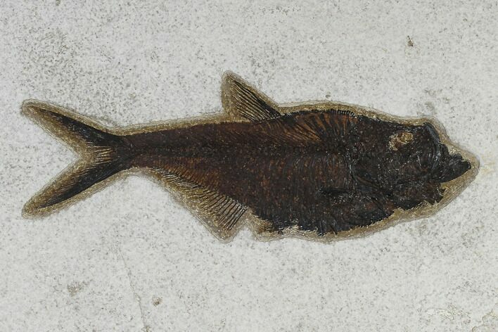 Fossil Fish (Diplomystus) - Inch Layer #119468